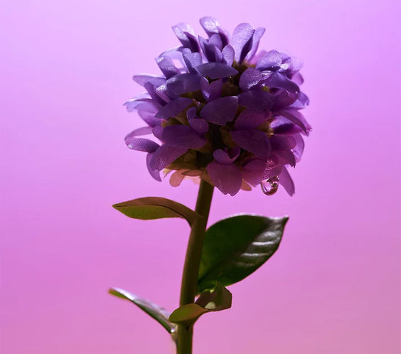 Bakuchiol Plumping Serum